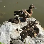 Prázdninový dům Am Park Am Roehrensee *