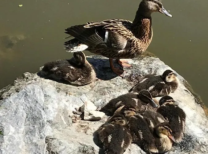 Σπίτι διακοπών Am Park Am Roehrensee *