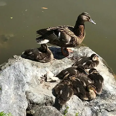 펜션 Am Park Am Roehrensee *