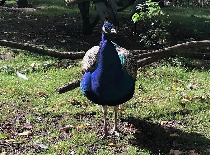 Am Park Am Roehrensee בית נופש באיירוט